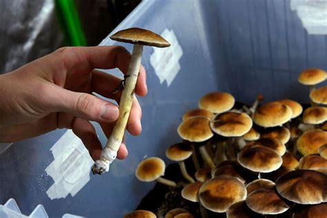 Exploring the Legalization of Magic Mushroom Spores for Medical Use